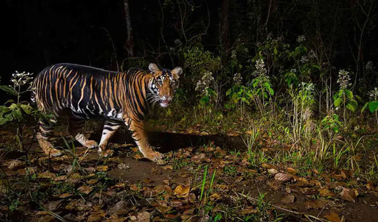 Tiger Reserve